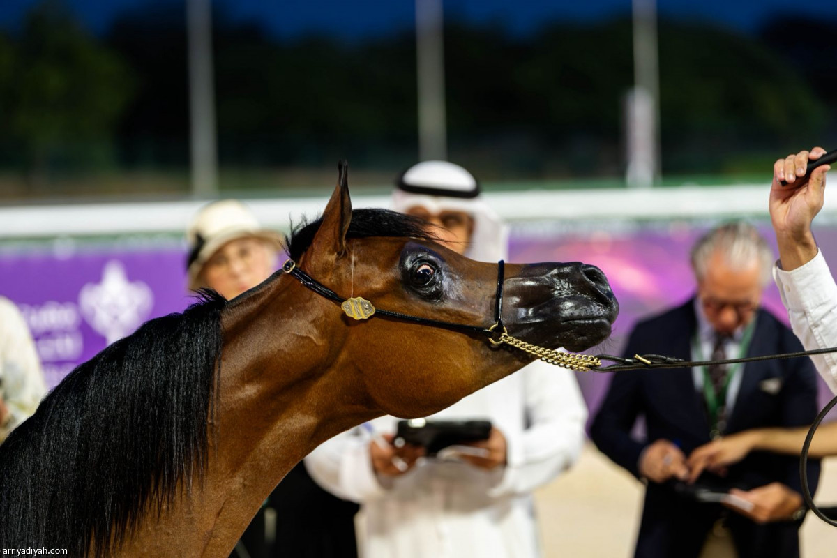 خيل الجزيرة