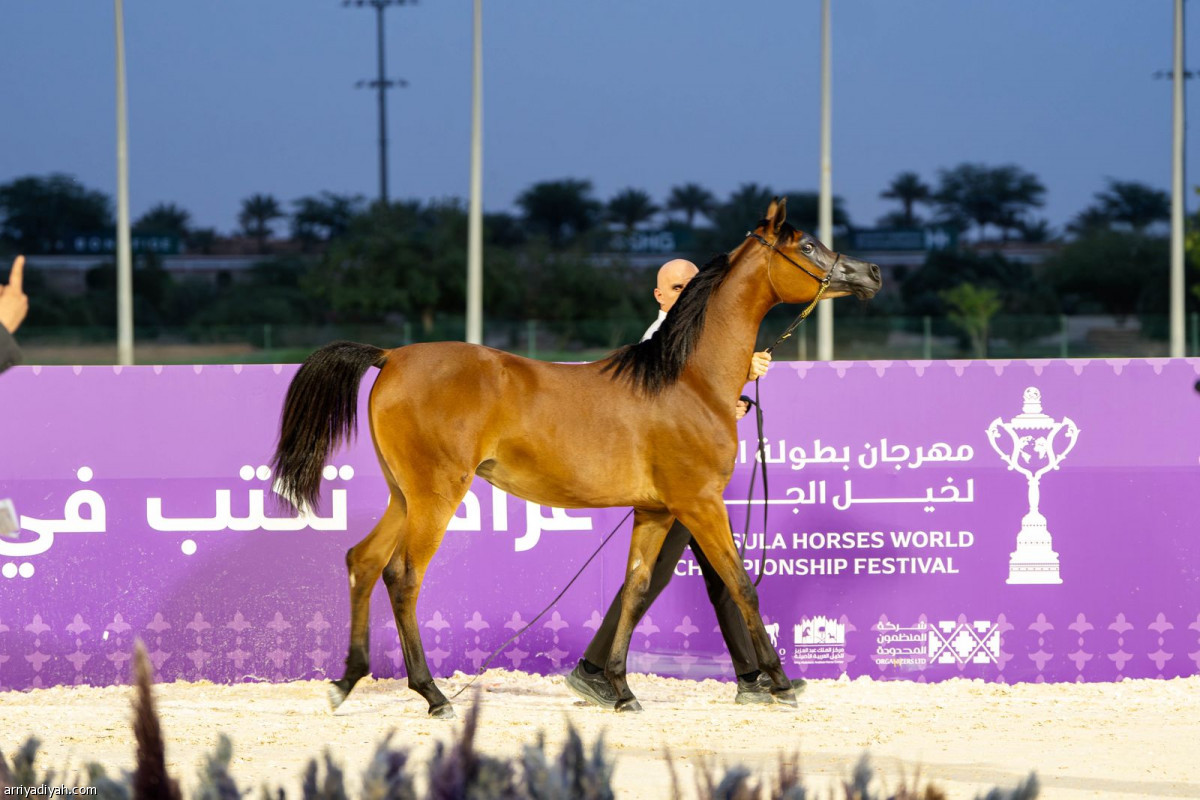 خيل الجزيرة