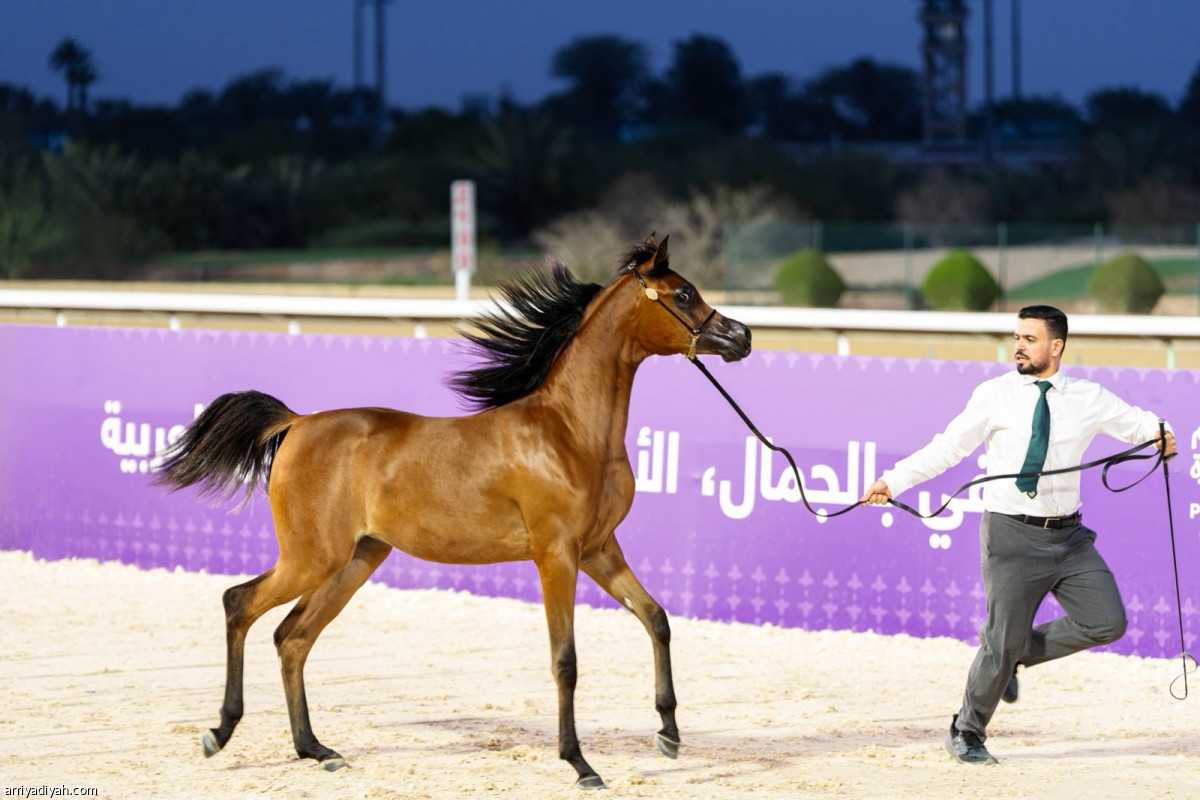 خيل الجزيرة